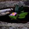 Nature「北鎌倉円覚寺」