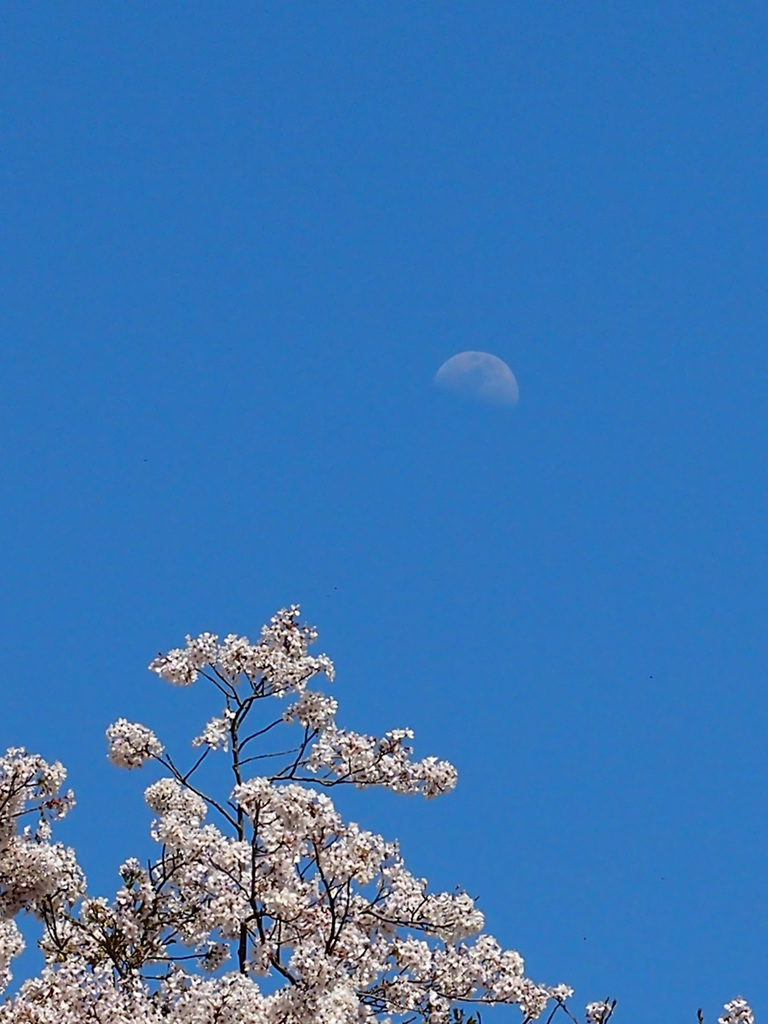 Nature「さくらと月」