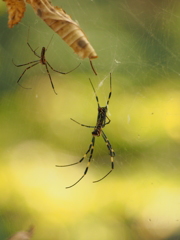 Nature[Spider]