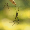 Nature[Spider]