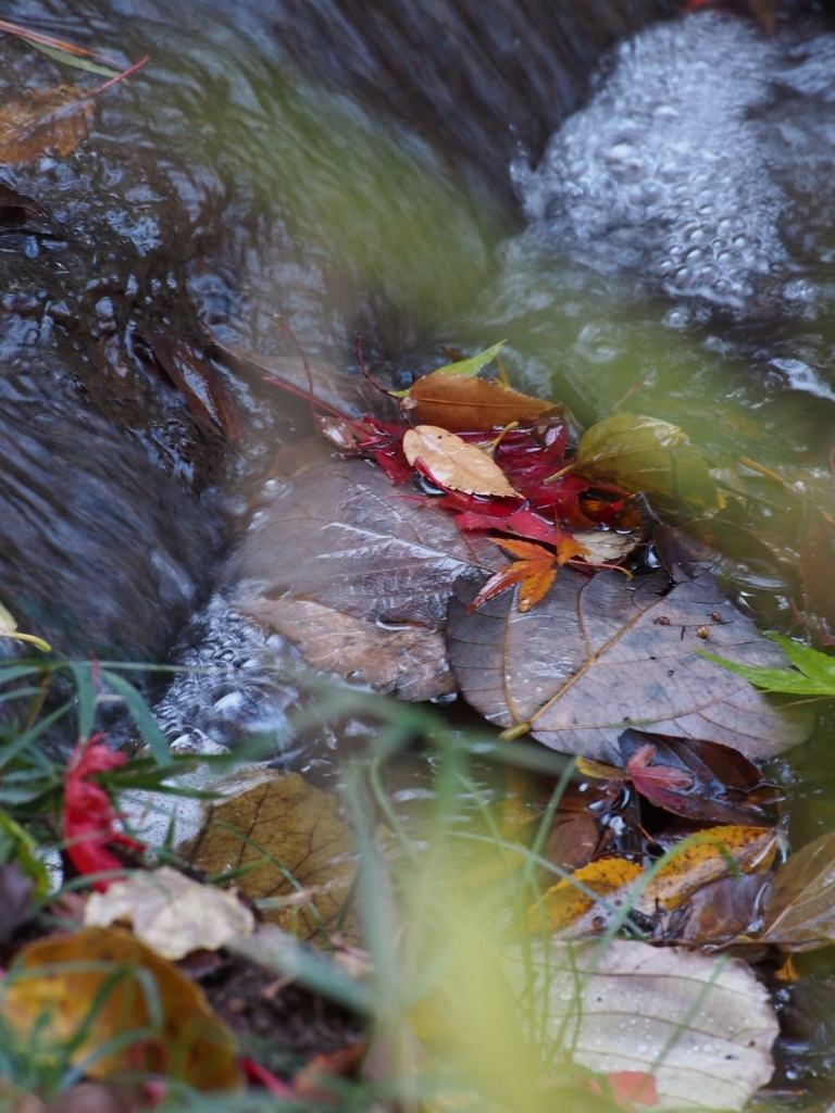 Nature「Autumn」