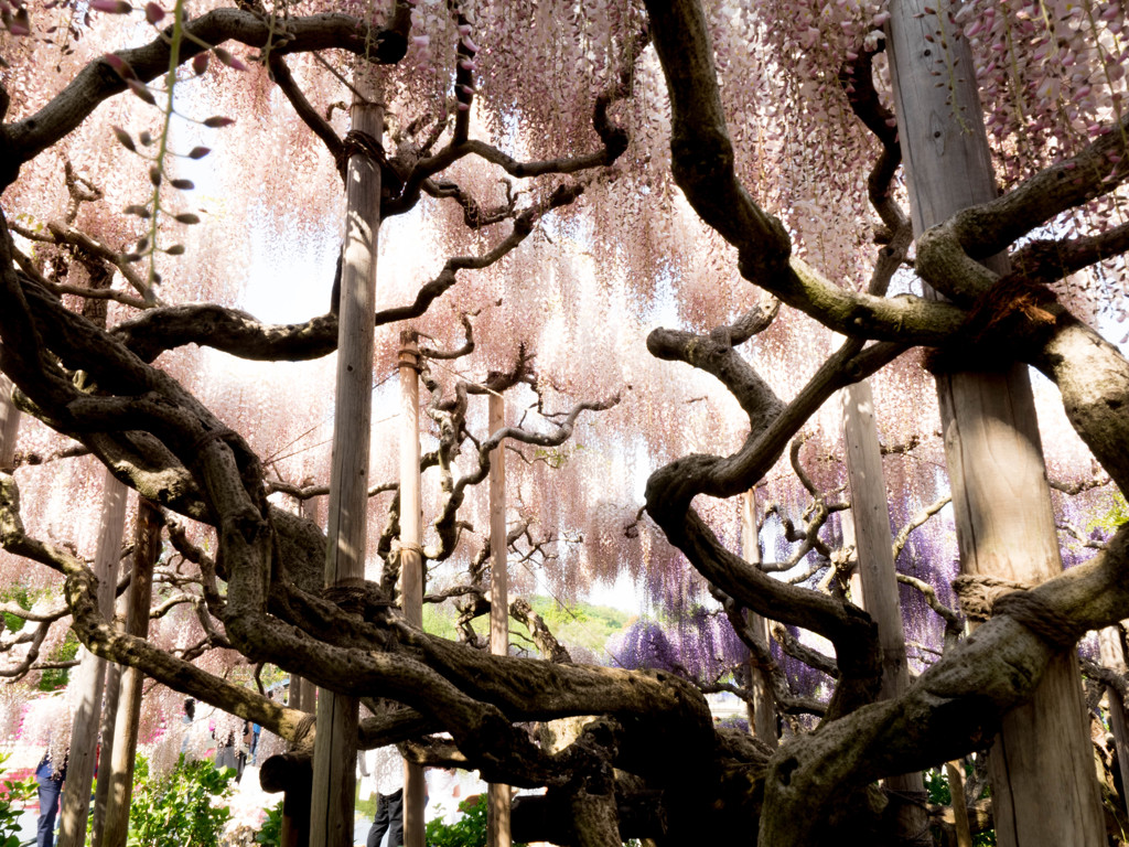 Nature「足利藤まつり」