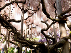 Nature「足利藤まつり」