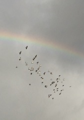 Nature「虹と群鳥」