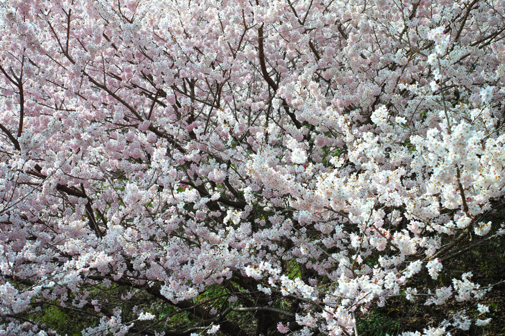 Nature「春めき桜が満開」