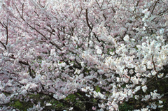 Nature「春めき桜が満開」