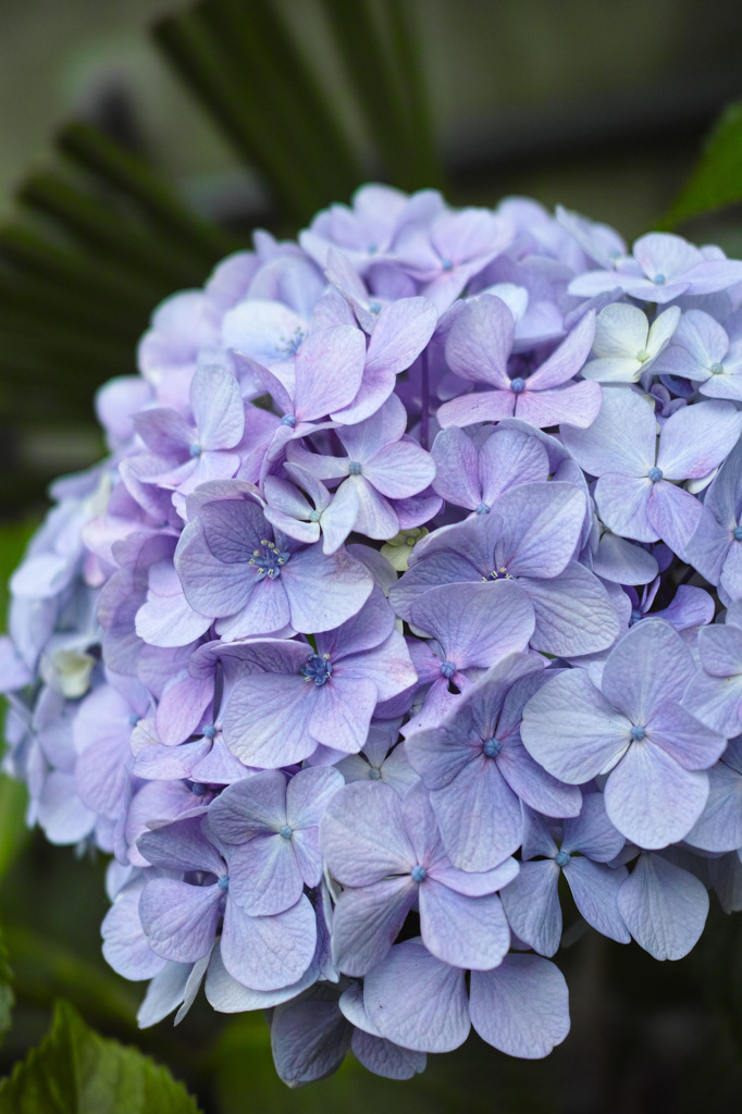 Nature「梅雨花」
