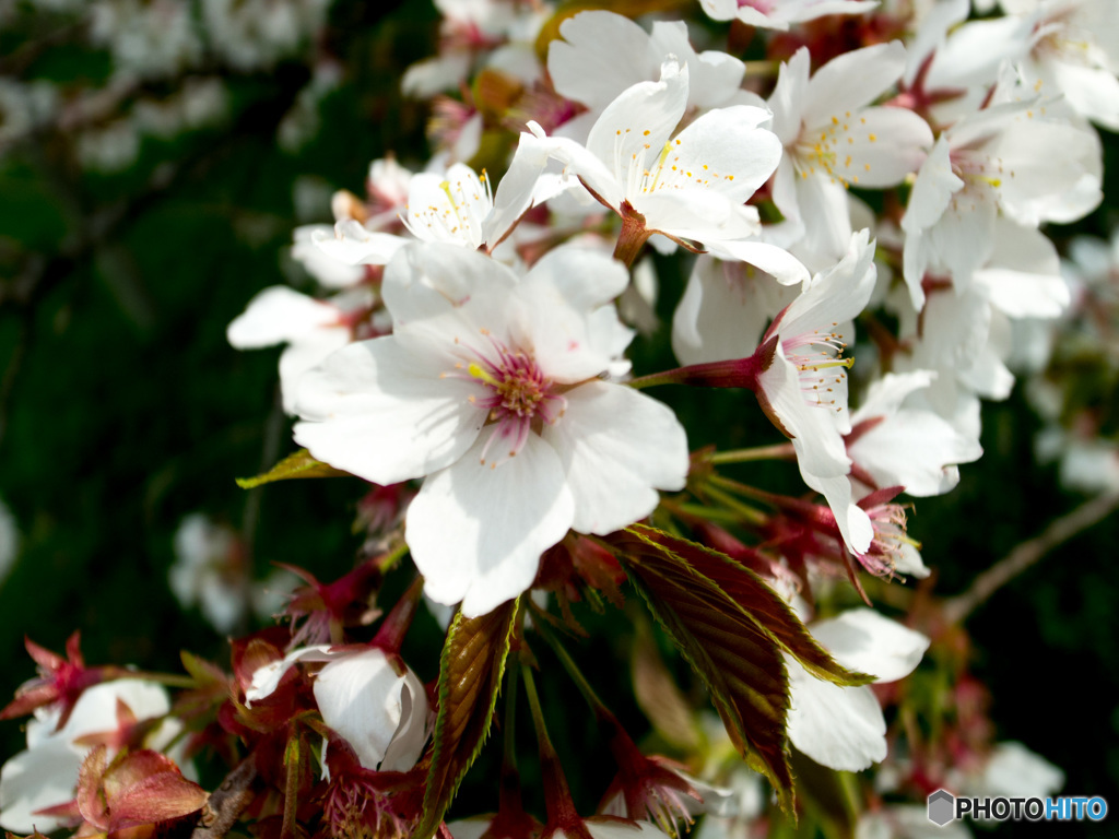 Nature「箱根芦ノ湖一本桜」