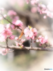 Nature「Spring of Japan」