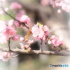 Nature「Spring of Japan」