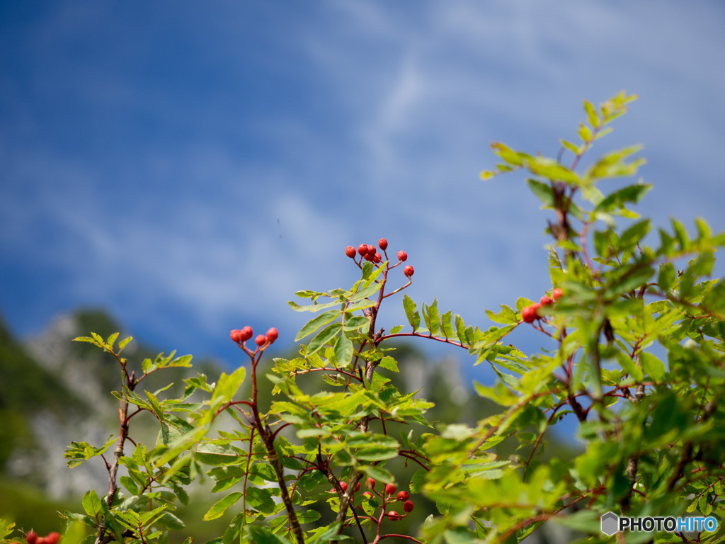 Nature「ナナカマド」