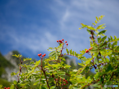 Nature「ナナカマド」