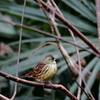 Nature「帷子川の早春歌」