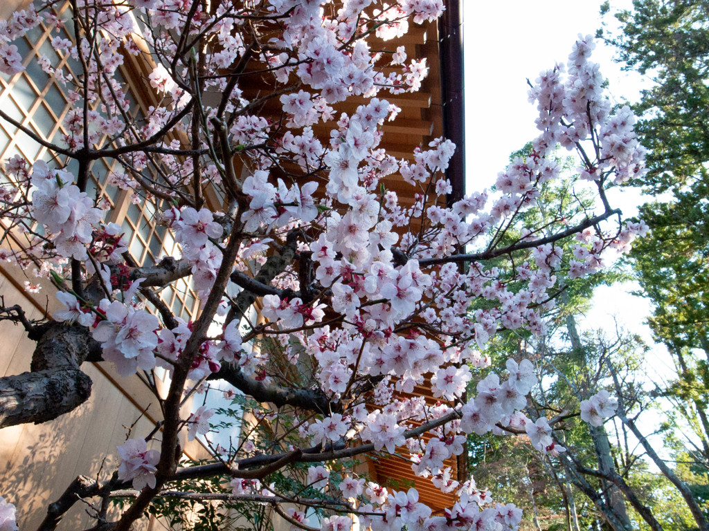 Nature「北国？桜満開」