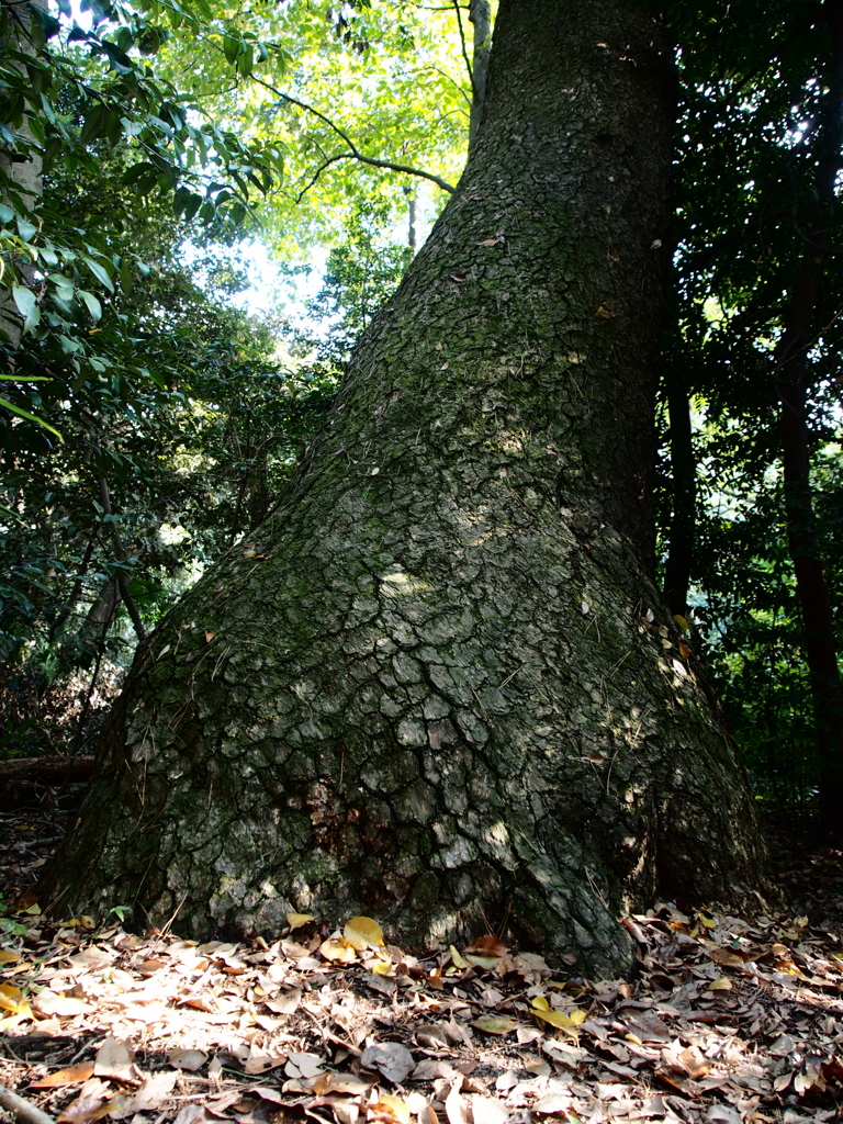 Nature