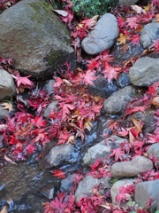 Nature「Autumn」