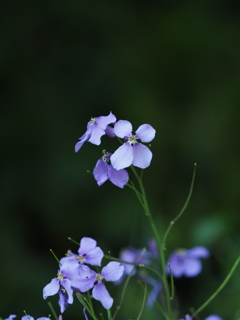 Nature「四季の森」