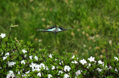 Nature「ハクチョウゲ」