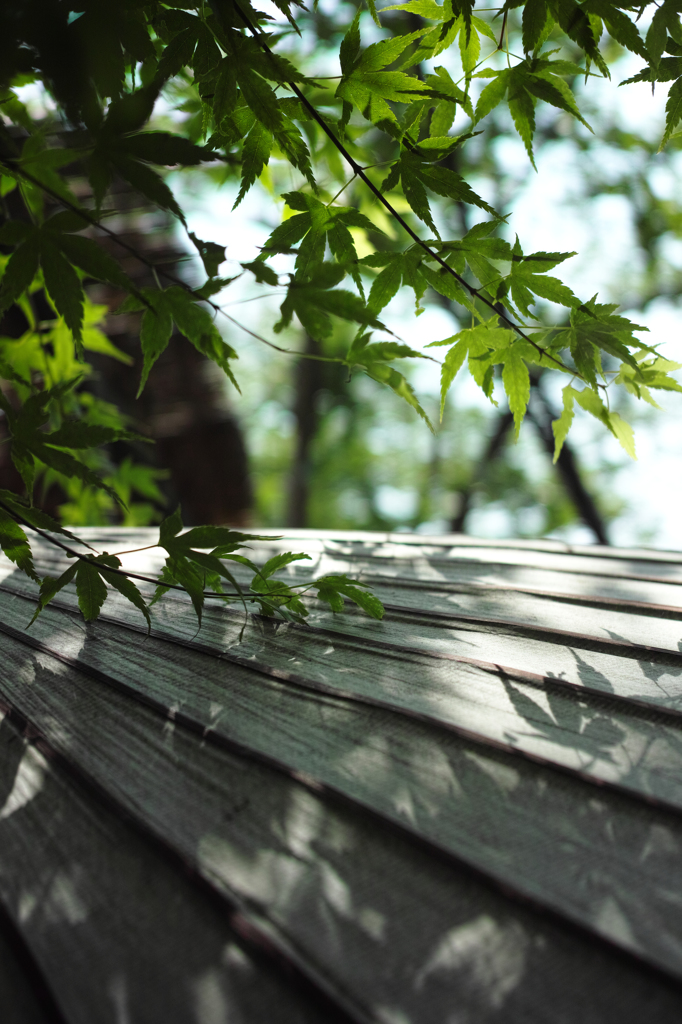 Nature「鎌倉八幡牡丹園」
