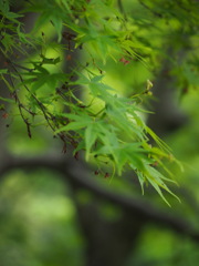 　Nature「新緑」