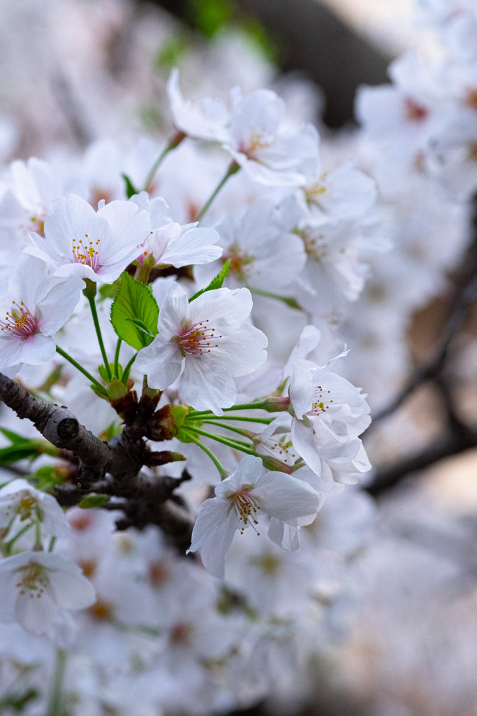 Nature「桜開花」