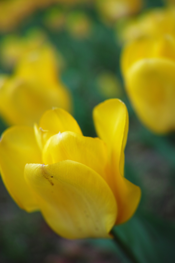 Nature「横浜チューリップ」