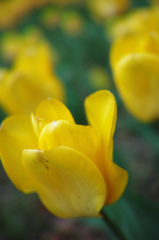 Nature「横浜チューリップ」