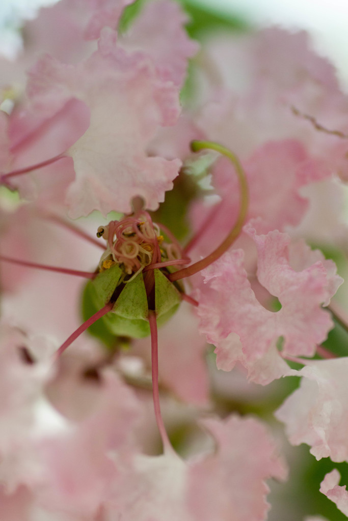 Nature「サルスベリ」