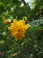 春の花