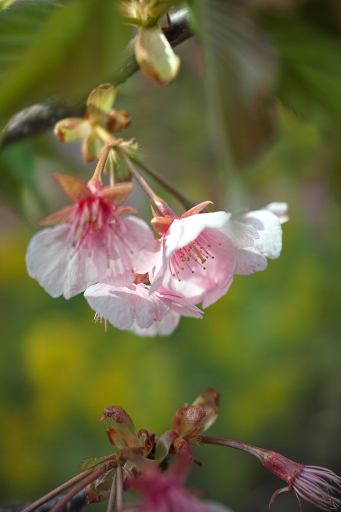 Nature「河津桜」