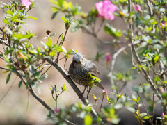 Nature「横浜三渓園に春の音」