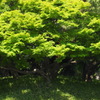 陽光