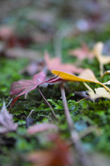 Nature「Autumn」