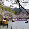 Nature「まん防解除：上野桜満開」