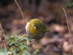 Nature「メジロちゃん」