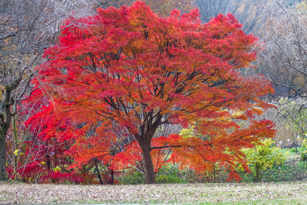 Nature『まだまだ続く自粛生活」