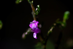 Nature「ヒポクラテス」