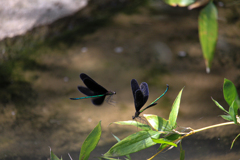 Nature「帷子川」