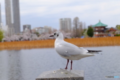 Nature「まん延防止解除」