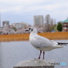 Nature「まん延防止解除」