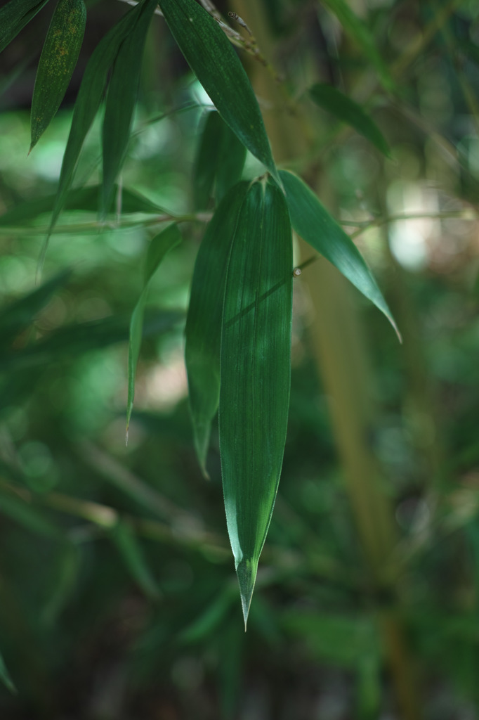 Nature「修善寺竹林の小径」