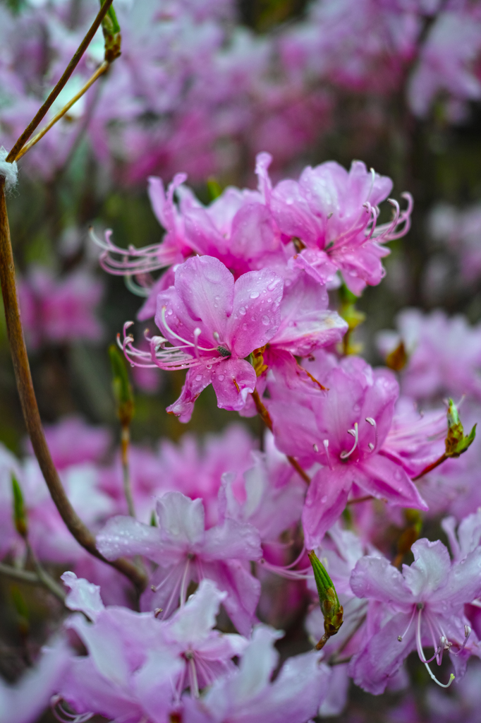 春の花