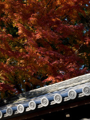 Nature「日本の秋って、いいな！」」