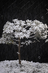 Nature「横浜に雪降る」