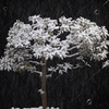 Nature「横浜に雪降る」