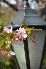 Nature「河津桜」