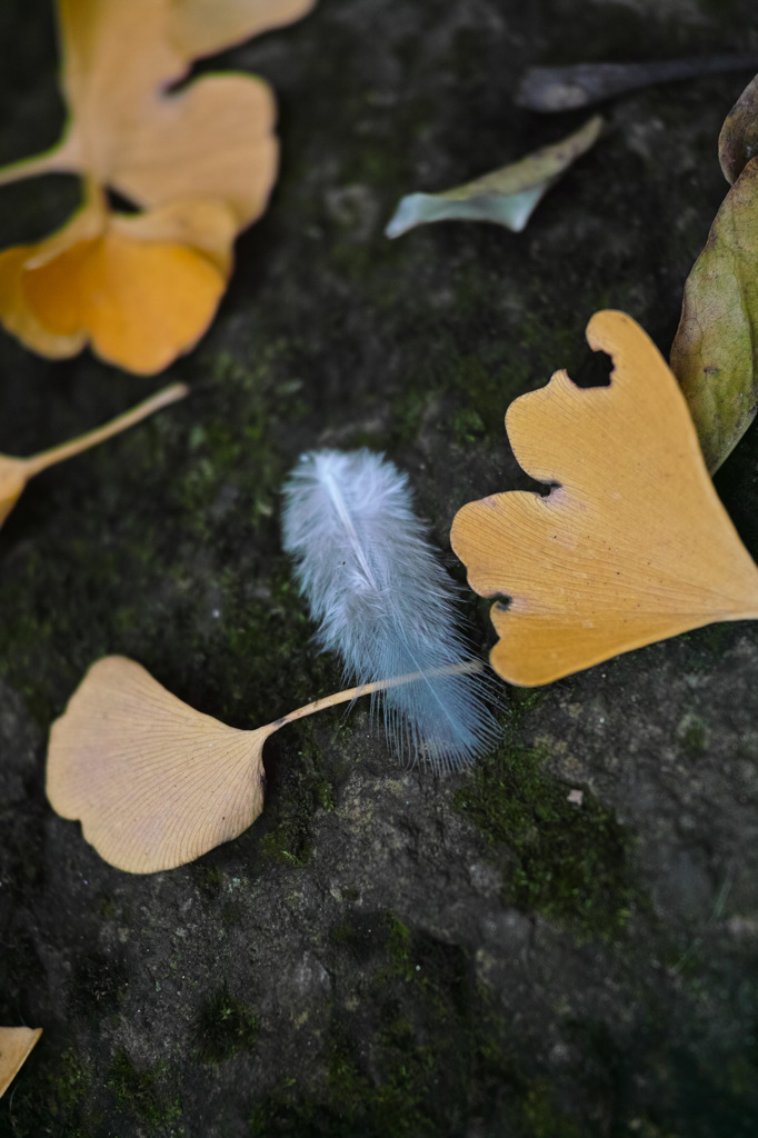 Nature「Autumn」