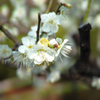 Nature[池上本門寺梅開花]