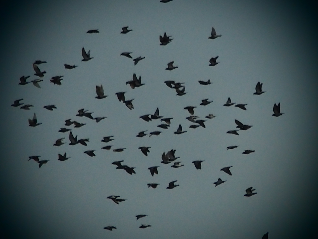 Nature「郡鳥」