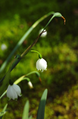Nature「丹沢、春の訪れ」